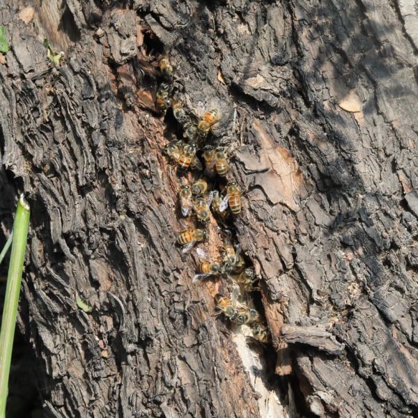 🐝🚨 Tras varios días de análisis, rescatan un&hellip;