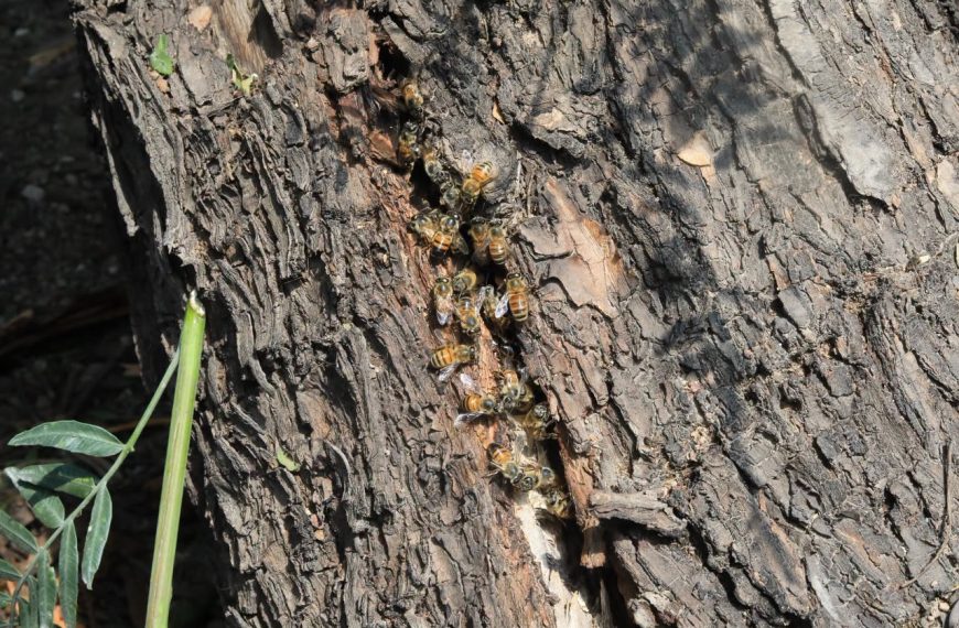 🐝🚨 Tras varios días de análisis, rescatan un&hellip;