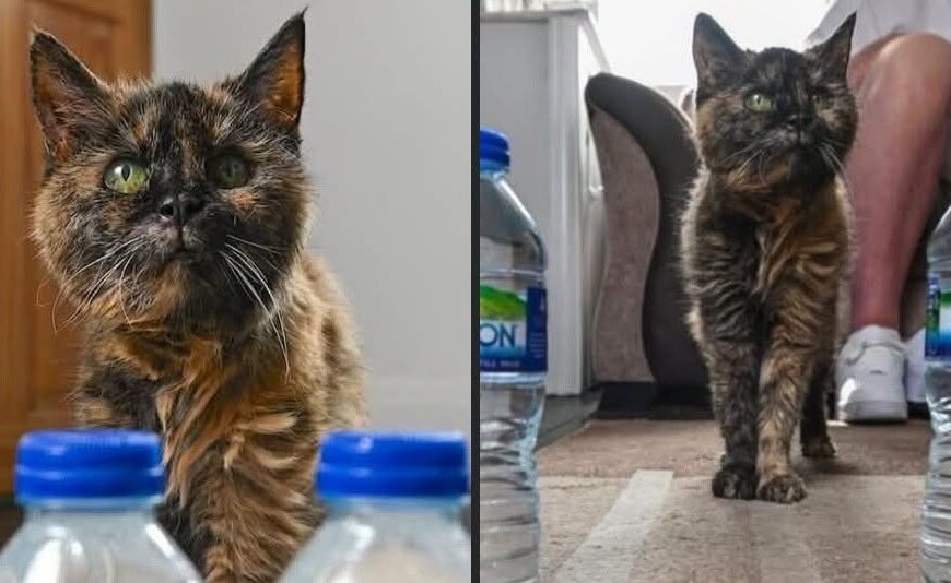 🐱🎂 Millie cumplió 31 años y&hellip;