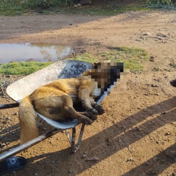🚨🐾 ¡Alerta en La Llave! Denuncian presunto envenenamiento&hellip;
