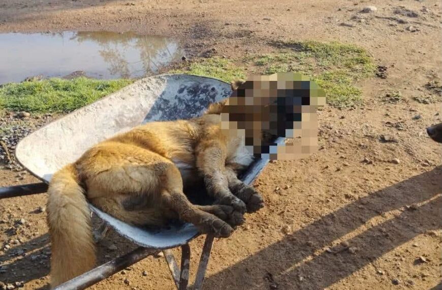 🚨🐾 ¡Alerta en La Llave! Denuncian&hellip;