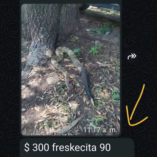 🚨🐍 ¡DENUNCIAN PRESUNTO TRÁFICO DE FAUNA EN TEQUISQUIAPAN!&hellip;