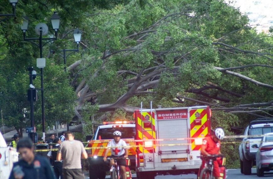 🚨🌳 ¡TRAGEDIA FRENTE A LA ALAMEDA&hellip;