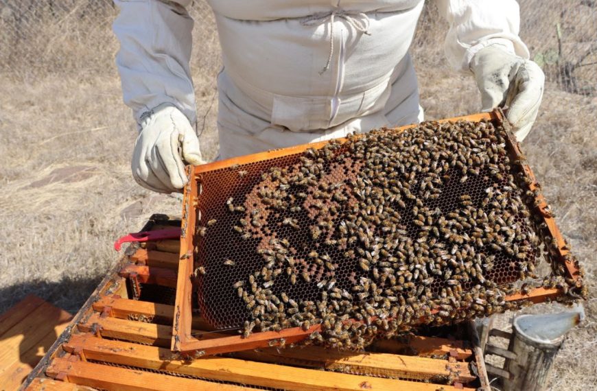 🐝 Querétaro incrementa 157% el número&hellip;