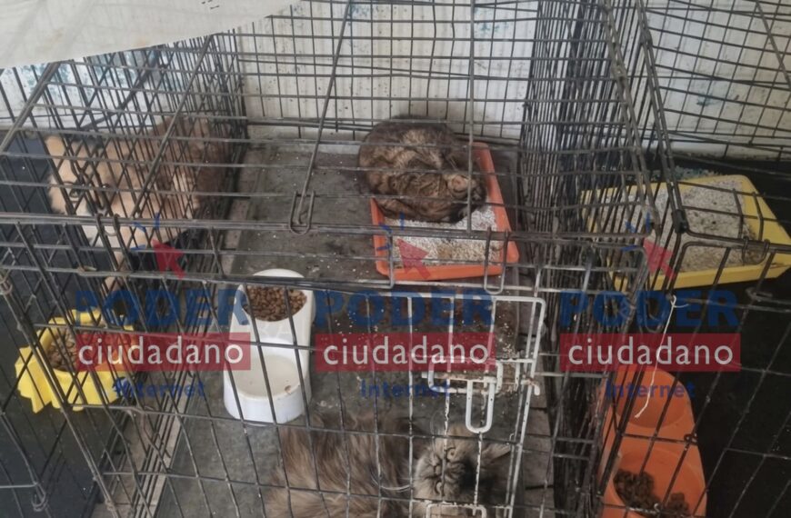 🐾 Denuncian presunto colapso en Bienestar&hellip;
